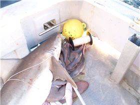 not bad on a hand line