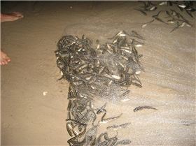 nice patch of mullet