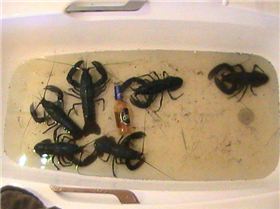 Big Sou-West Marron on SNARE