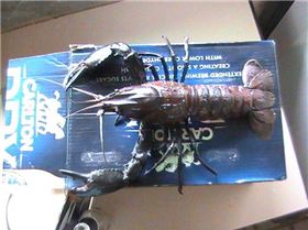 Big Sou-West Marron on SNARE