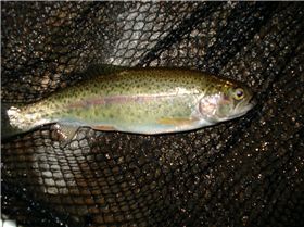 Small Trout