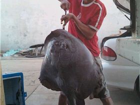 20KG OF RAW....POWER!!!