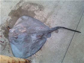 20KG OF RAW....POWER!!!