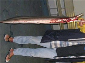 what is the official name of these eels