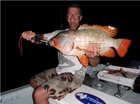 Yellow spotted emporor