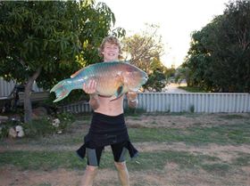 9 kg parrot fish