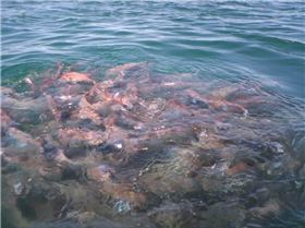 did someone say pinkies