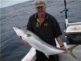 yellowtail by wardie