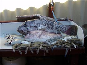 mixed bag,dhufish,snapper,squid,crabs,skippy,gardies