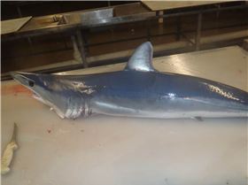 mako stalked the boat