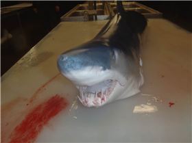 mako stalked the boat