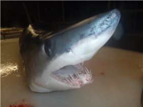 mako stalked the boat