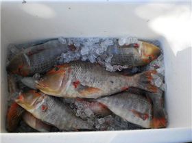 62218 156366304381033 100000229948570 412864 2338584 n