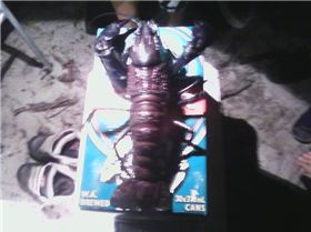 Black Crab Deep South WA