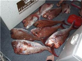 snap-dragon JURASSIC