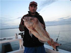 Brent's arvo snapper AMM
