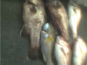 12 and 15 kg jewies 5kg bauldy 4-5 kg pinkys