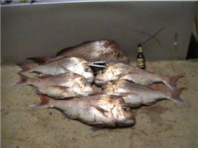 GREAT !  More filleting....