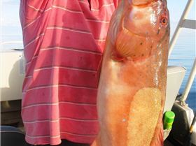 Roy's Coral Trout