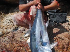 19kg bluefin