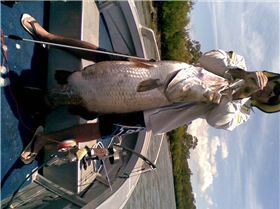 bowshot barra, 30kg plus