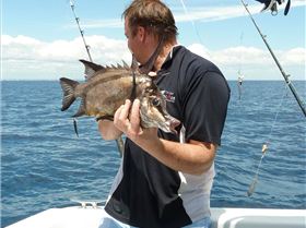 boar fish speared off mandurah 32m