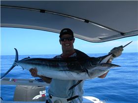 Marlin Caught and Released