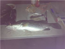 Nice feed of Barramundi