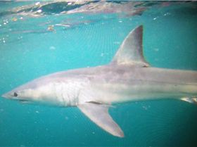3.5 mt. Mako while Kayaking