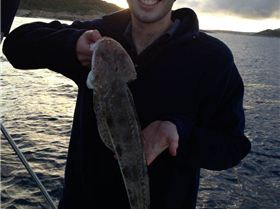 Flathead over the seaweed meadows