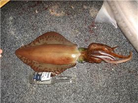 Common in the waters off Esperance