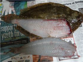 flounder fillets