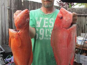 Mixed bag of goodies