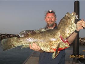 10kg of Gold Spot cod