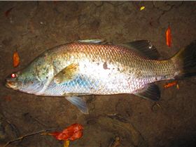 What a great Barramonday!