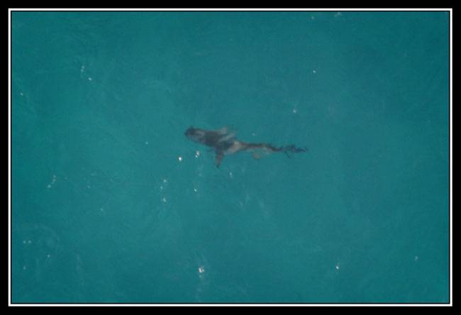 One of the Frasier Island local gang members