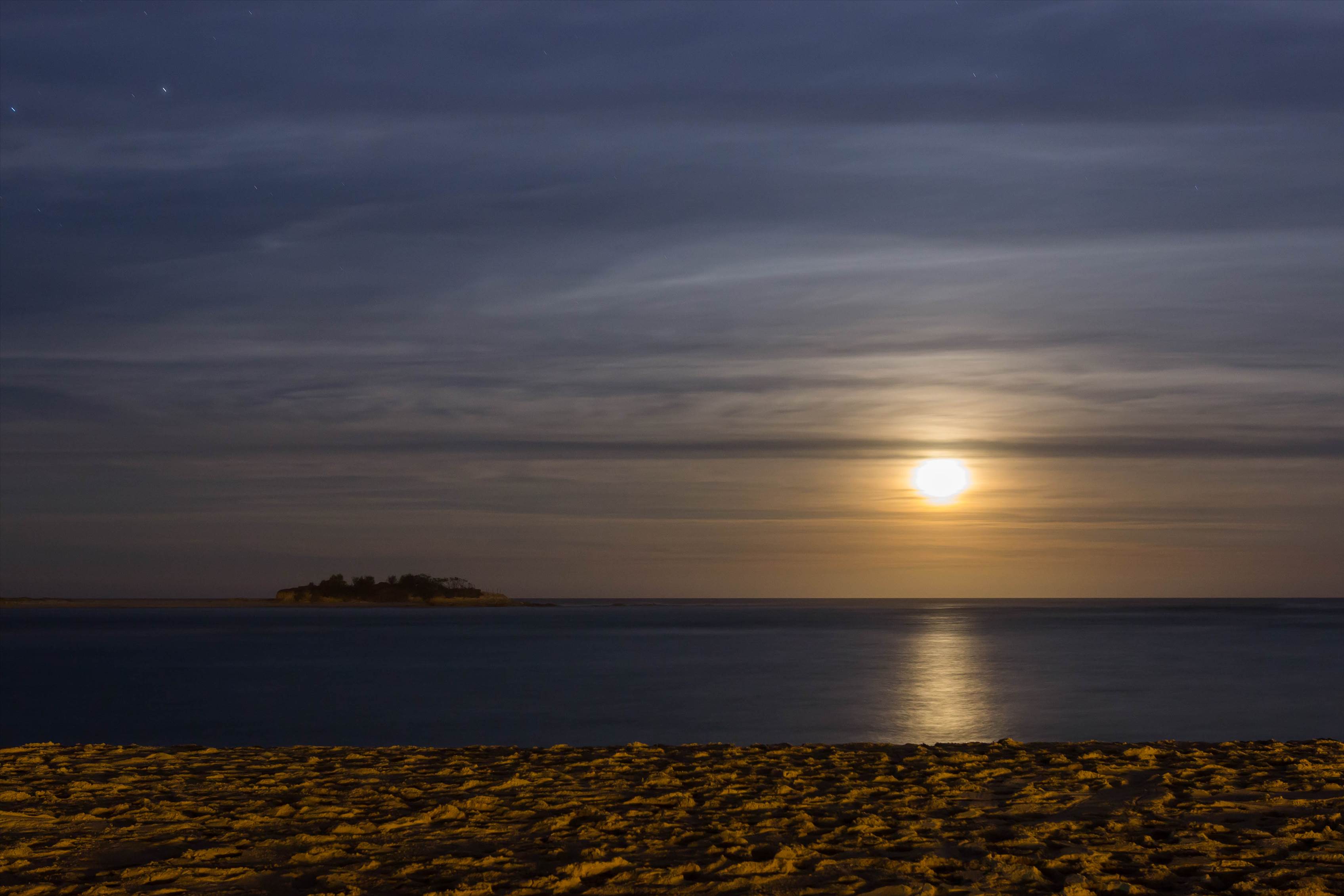 Cotton Tree 14.01.17