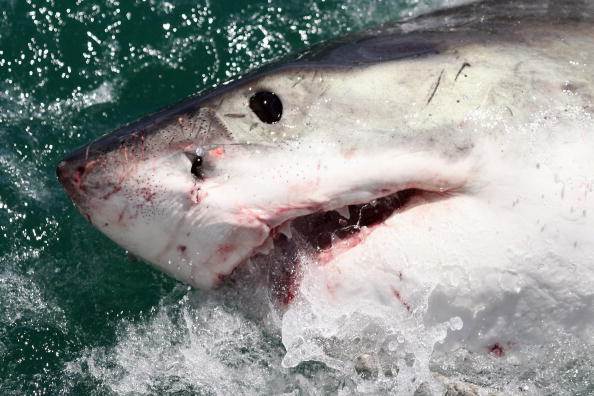 cage-diving-with-great-white-sharks-in-south-africa
