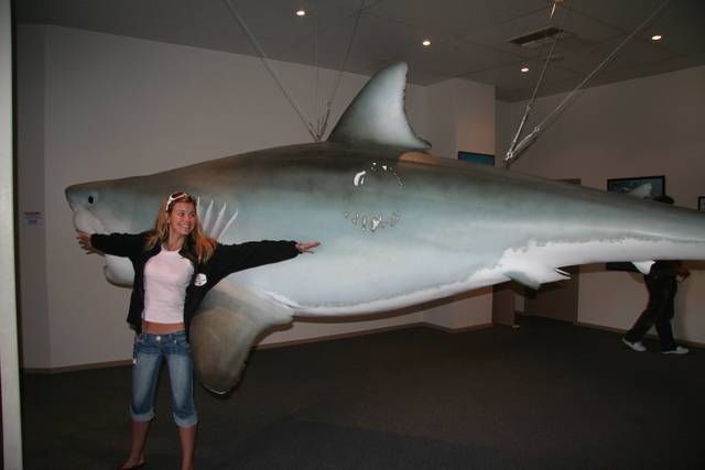 5m Shark caught off streaky bay in SA on 24 kg line **