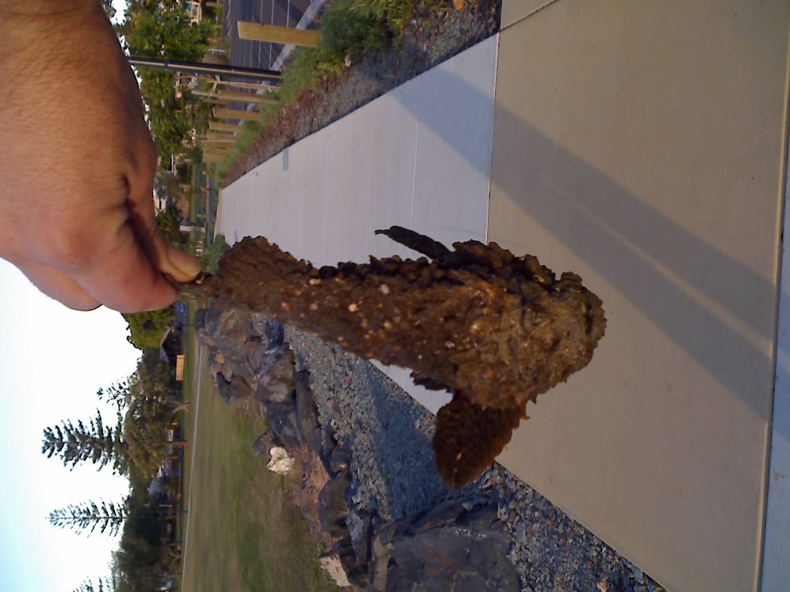 Stonefish at Scarborough Beach Redcliffe QLD
