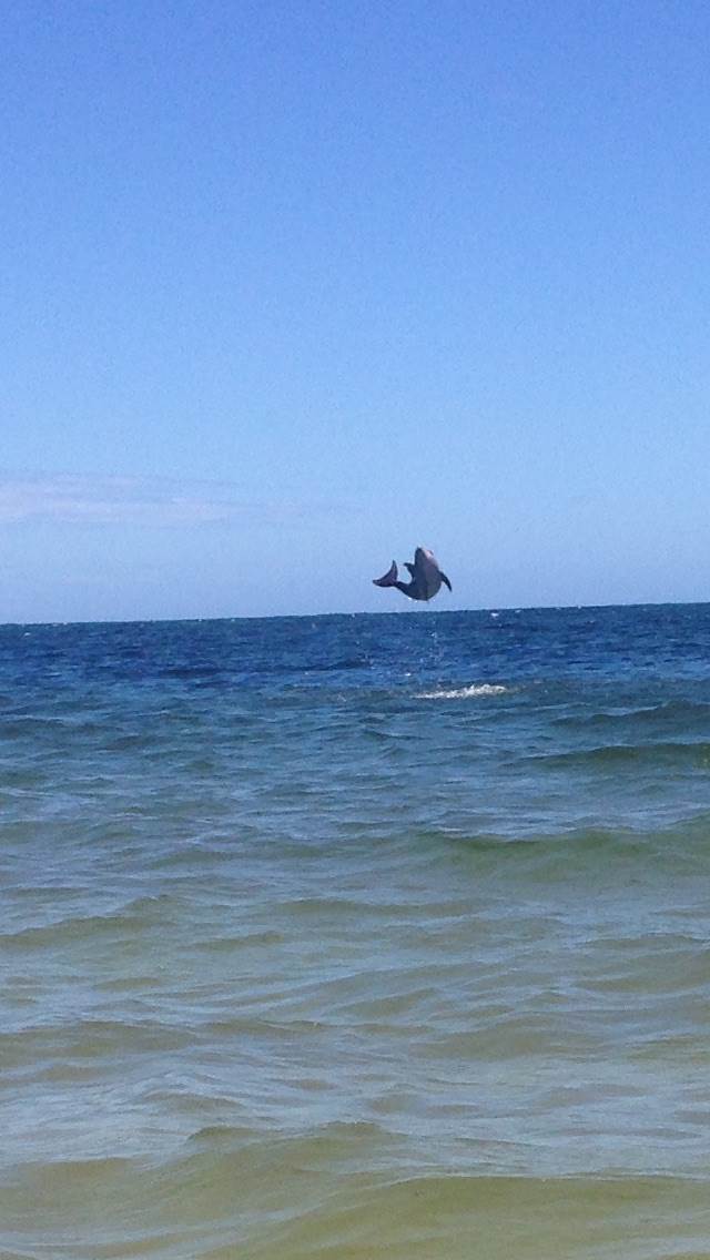 Not a lot of wind but plenty wildlife