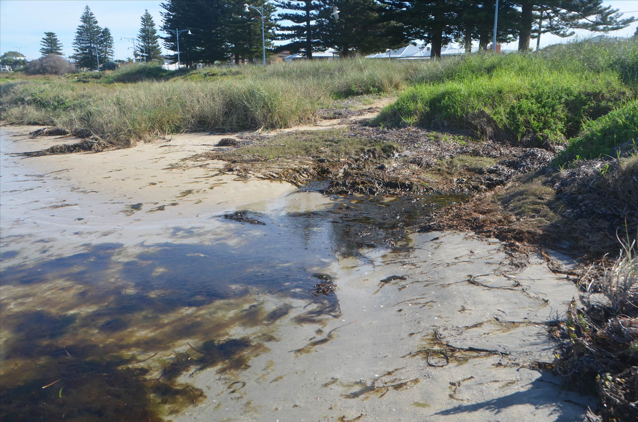 Algae impact from excessive nutrients