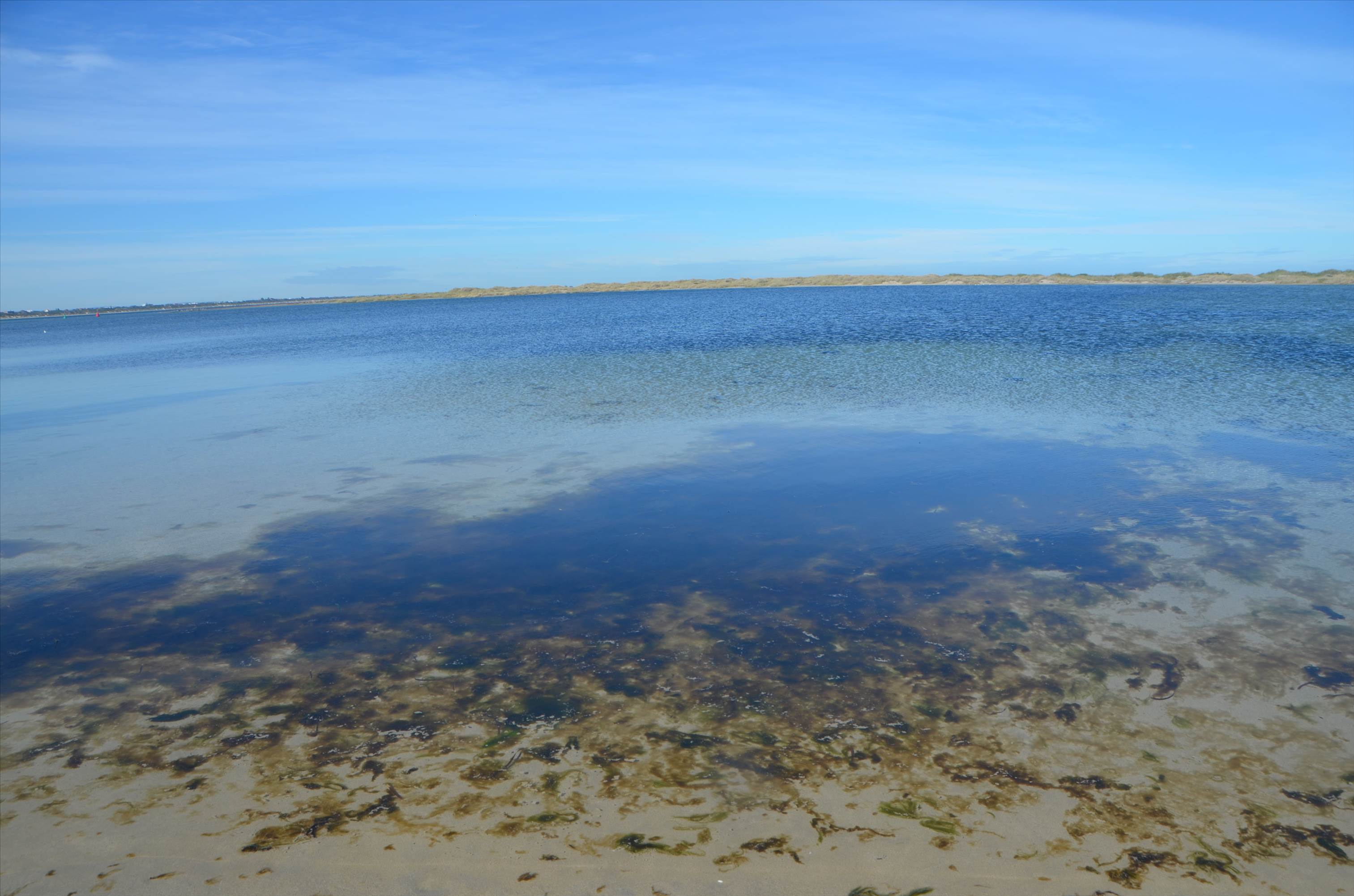 Algae impact from excessive nutrients