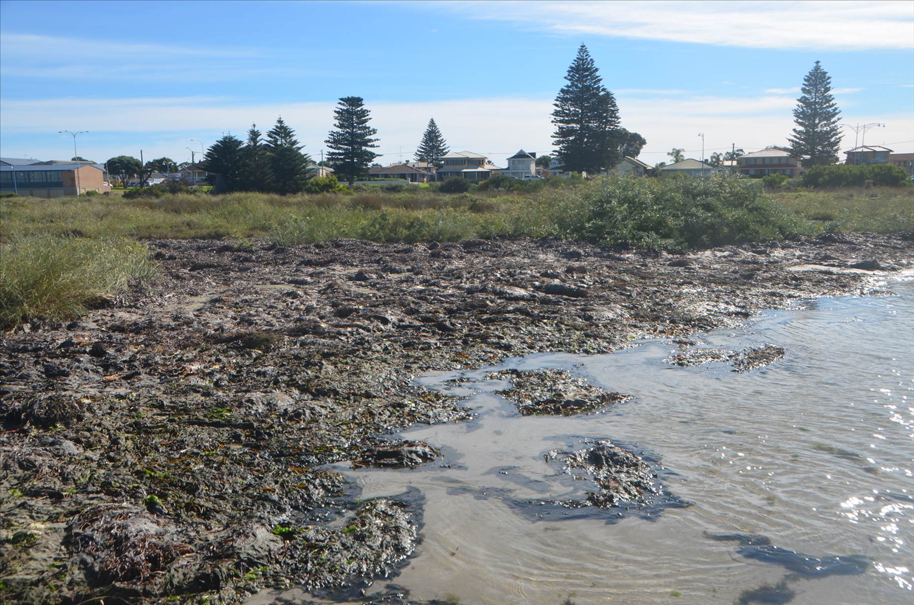 Algae impact from excessive nutrients