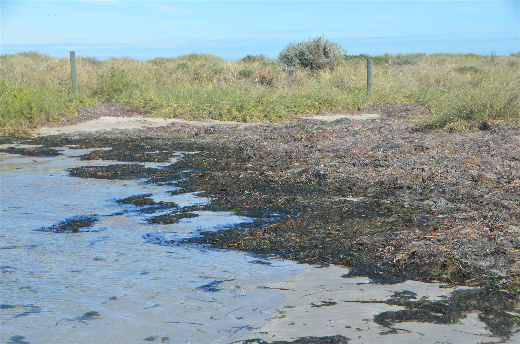 Algae impact from excessive nutrients