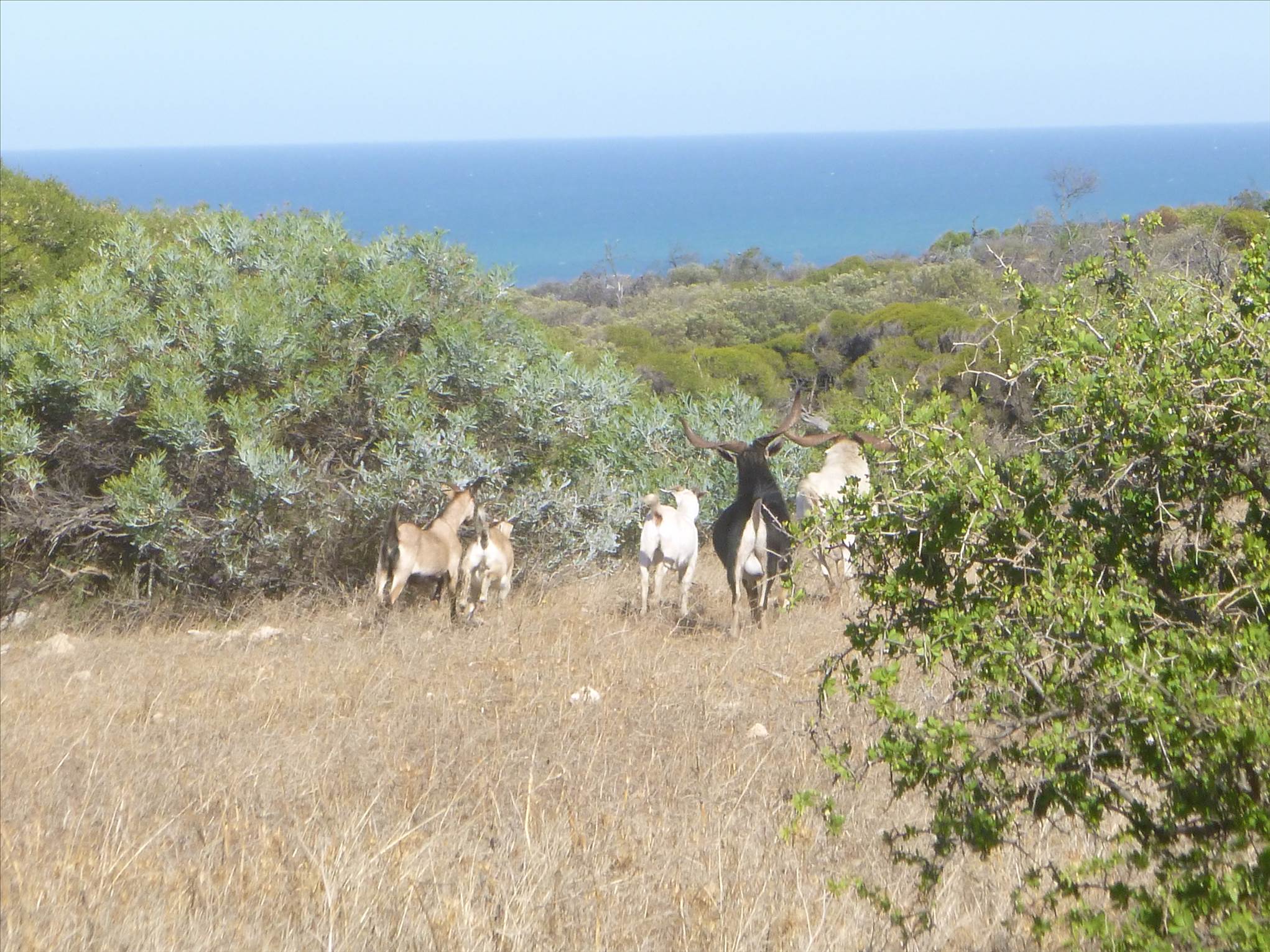 Geraldton oakagee bay .... not here for a port