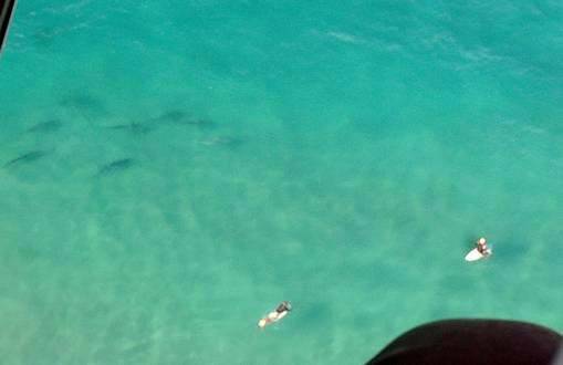 school sharks in goldy 6/08