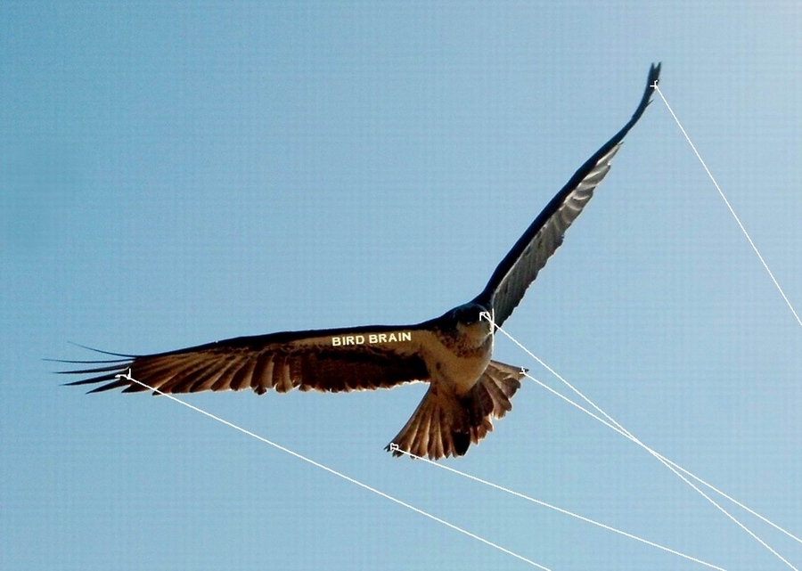 New 5 Line Bird Brain Kite 