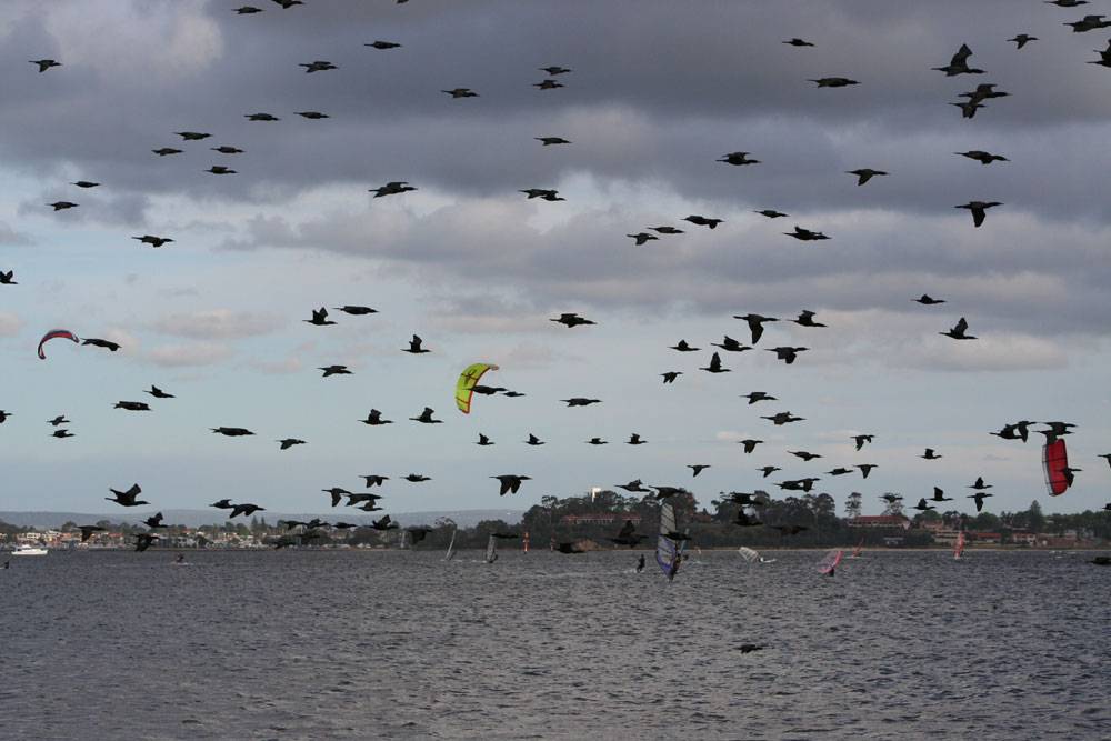 away with the birds (literally)