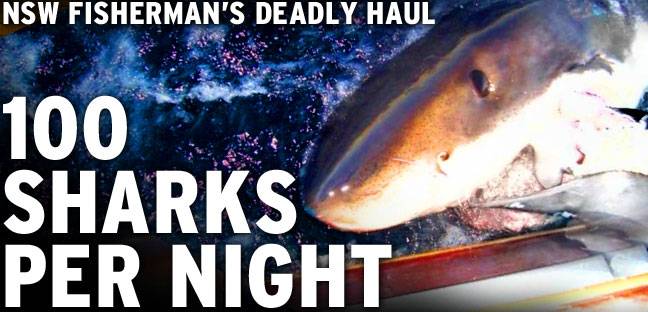 100 sharks a night nsw